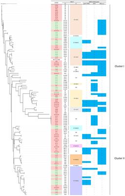 Quantitative detection and genetic characterization of thermotolerant Campylobacter spp. in fresh chicken meats at retail in Japan